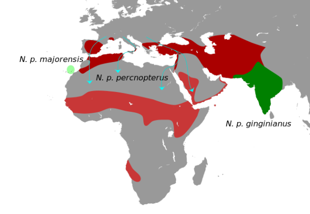 Found in much of Africa, southern Europe, Arabia and India; birds in the north-of the range spend the-winter farther south